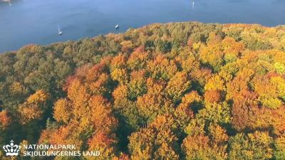 Skov set fra oven i efterårsfarver